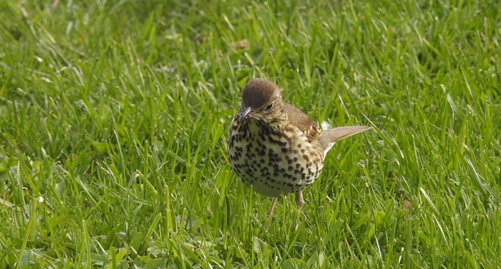 Drozd śpiewak, śpiewak (Turdus philomelos)
