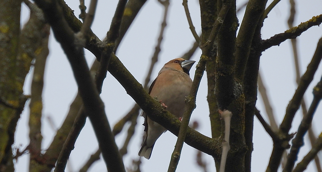 Grubodziób zwyczajny, grubodziób, pestkojad, grabołusk (Coccothraustes coccothraustes)