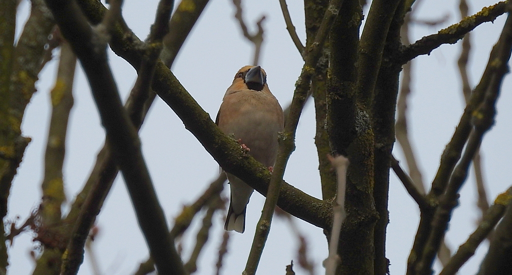 Grubodziób zwyczajny, grubodziób, pestkojad, grabołusk (Coccothraustes coccothraustes)