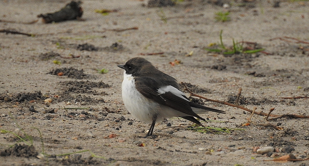 Muchołówka żałobna (Ficedula hypoleuca)