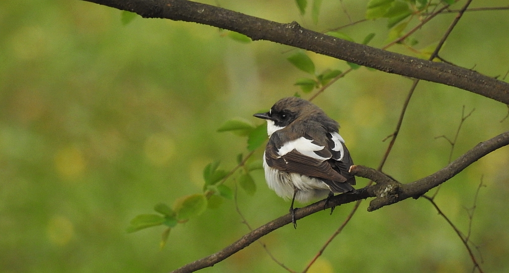 Muchołówka żałobna (Ficedula hypoleuca)