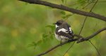 Muchołówka żałobna (Ficedula hypoleuca)