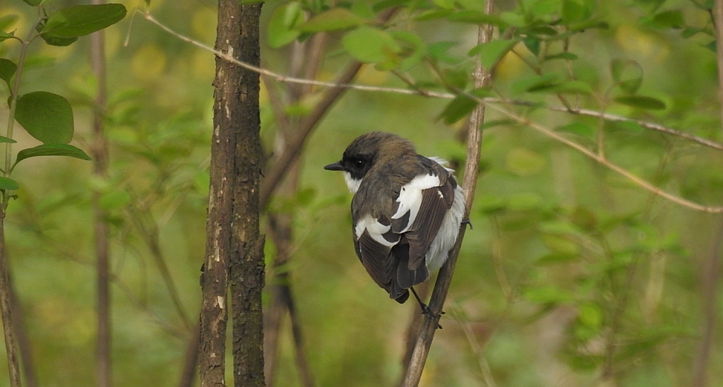 Muchołówka żałobna (Ficedula hypoleuca)