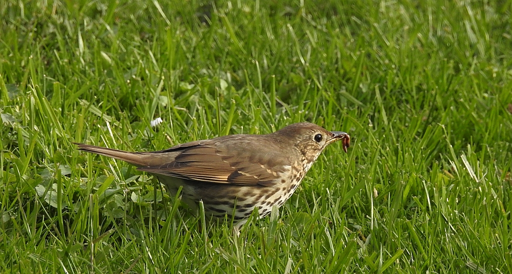 Drozd śpiewak, śpiewak (Turdus philomelos)