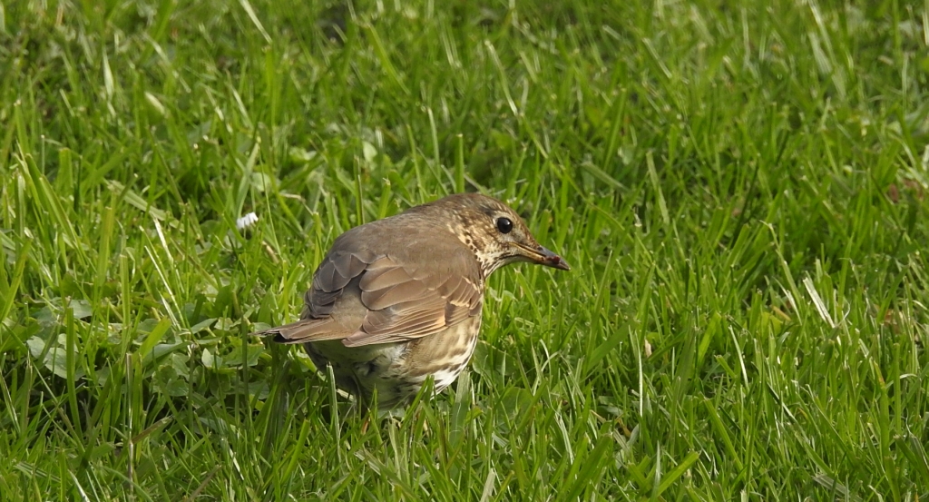 Drozd śpiewak, śpiewak (Turdus philomelos)