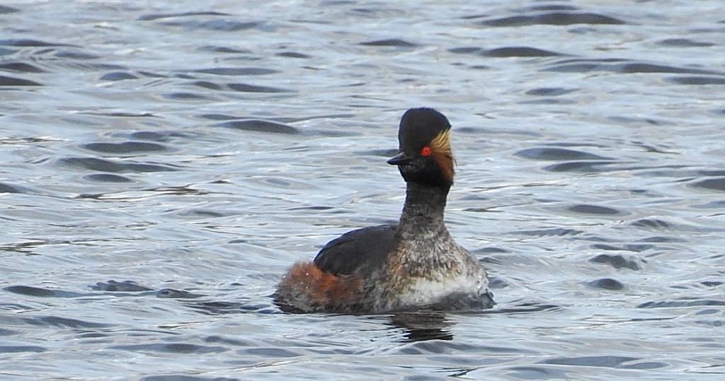 Perkoz zausznik, zausznik (Podiceps nigricollis)