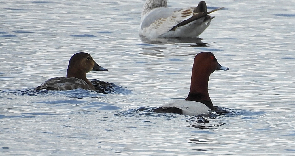 Głowienka zwyczajna, głowienka, kaczka rdzawogłowa, kaczka czerwonoszyja, kaczka kasztanowata (Aythya ferina)