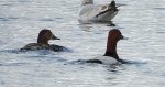 Głowienka zwyczajna, głowienka, kaczka rdzawogłowa, kaczka czerwonoszyja, kaczka kasztanowata (Aythya ferina)