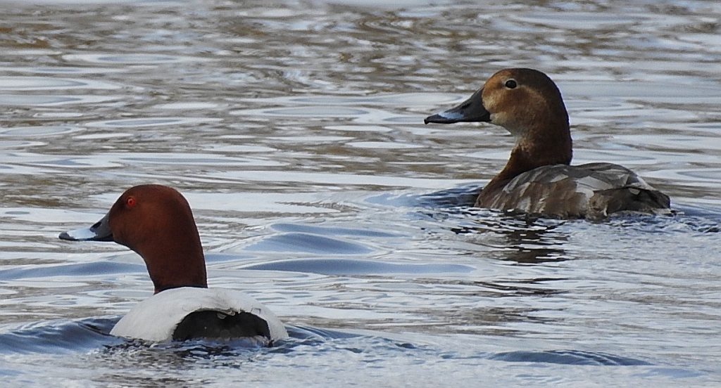 Głowienka zwyczajna, głowienka, kaczka rdzawogłowa, kaczka czerwonoszyja, kaczka kasztanowata (Aythya ferina)