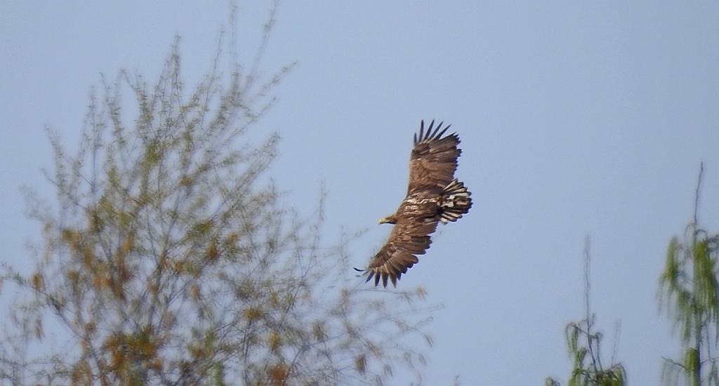 Bielik zwyczajny, bielik (Haliaeetus albicilla)