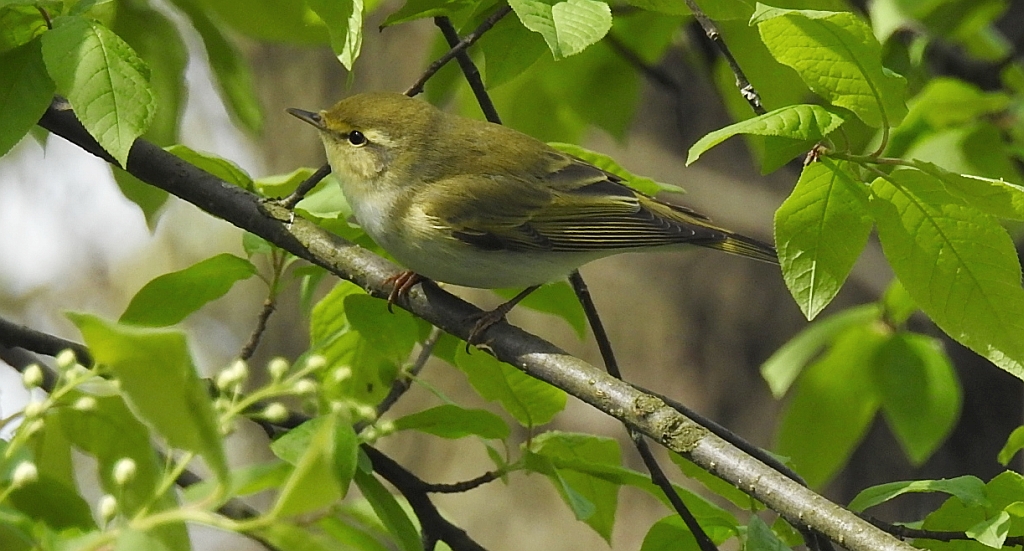 Piecuszek (Phylloscopus trochilus)