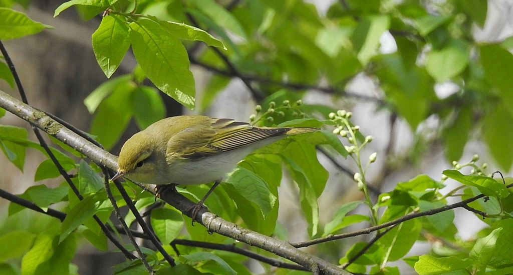Piecuszek (Phylloscopus trochilus)