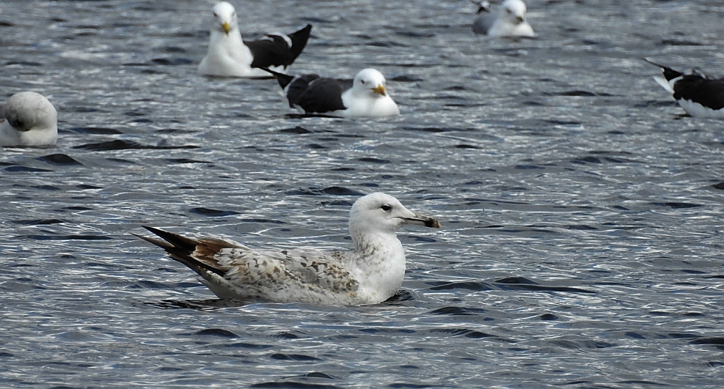 Mewa siodłata (Larus marinus)