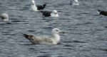 Mewa siodłata (Larus marinus)