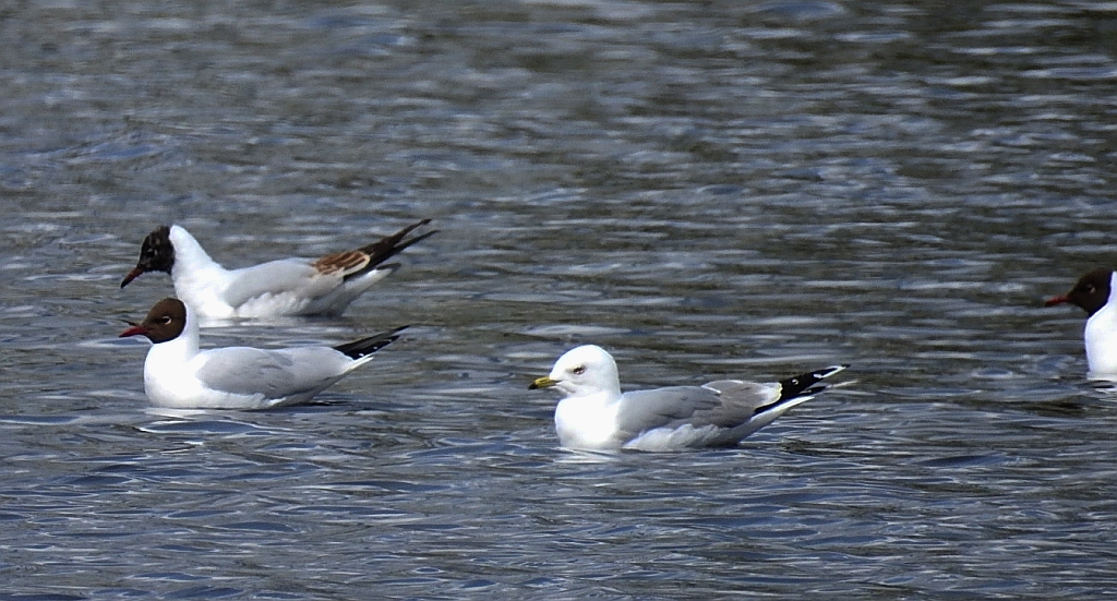 Mewa siwa, mewa pospolita (Larus canus)