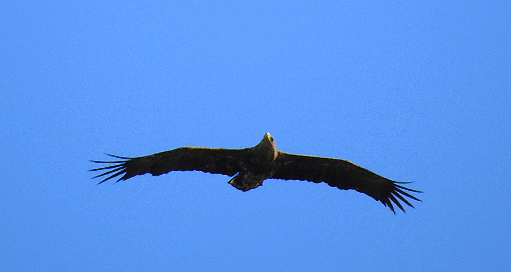 Bielik zwyczajny, bielik (Haliaeetus albicilla)