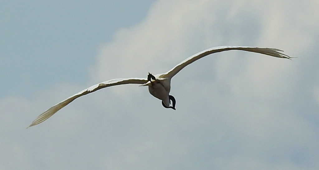 Czapla biała (Ardea alba)