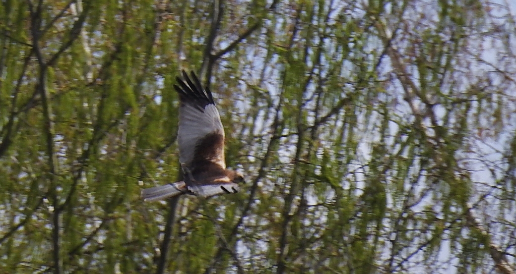 Błotniak stawowy (Circus aeruginosus)