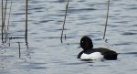 Czernica, kaczka czernica, kaczka czubata, kaczka czarnoczuba (Aythya fuligula)