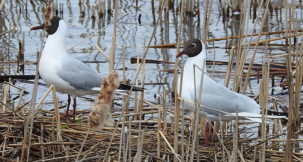 Mewa śmieszka, śmieszka (Chroicocephalus ridibundus)