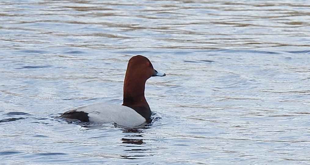 Głowienka zwyczajna, głowienka, kaczka rdzawogłowa, kaczka czerwonoszyja, kaczka kasztanowata (Aythya ferina)