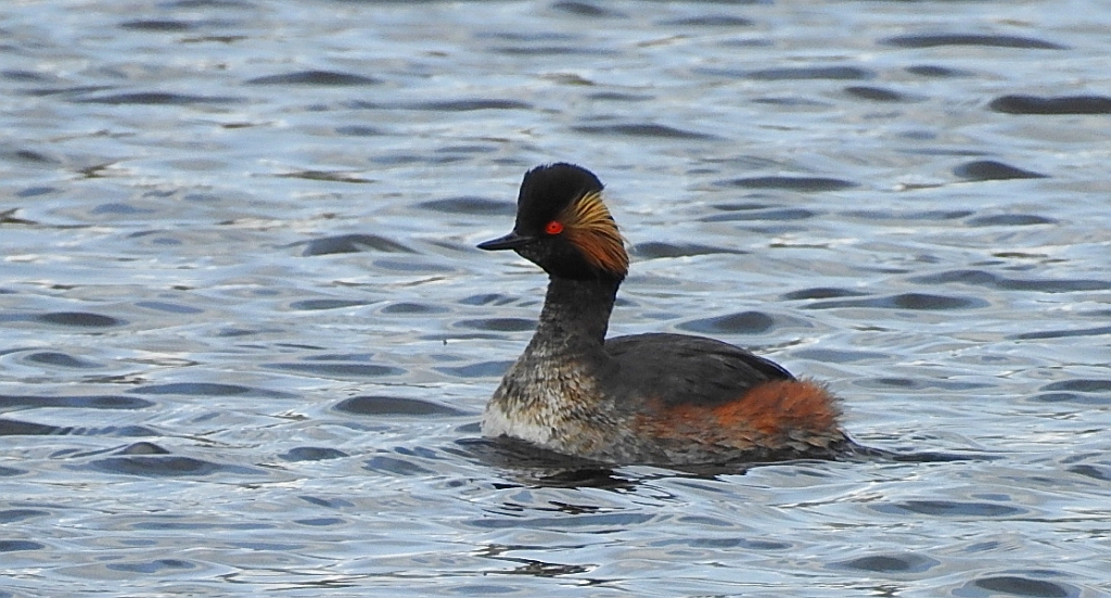Perkoz zausznik, zausznik (Podiceps nigricollis)