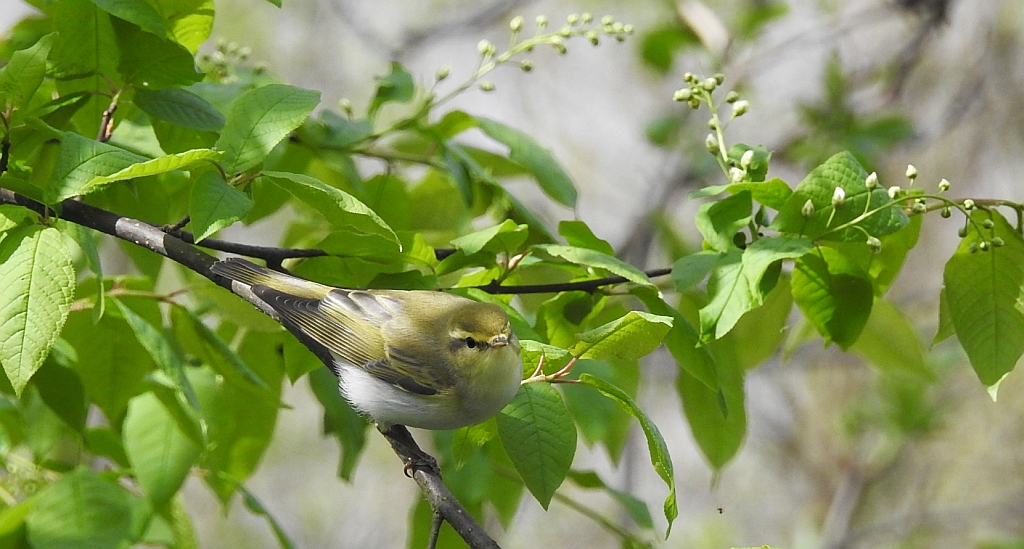 Piecuszek (Phylloscopus trochilus)