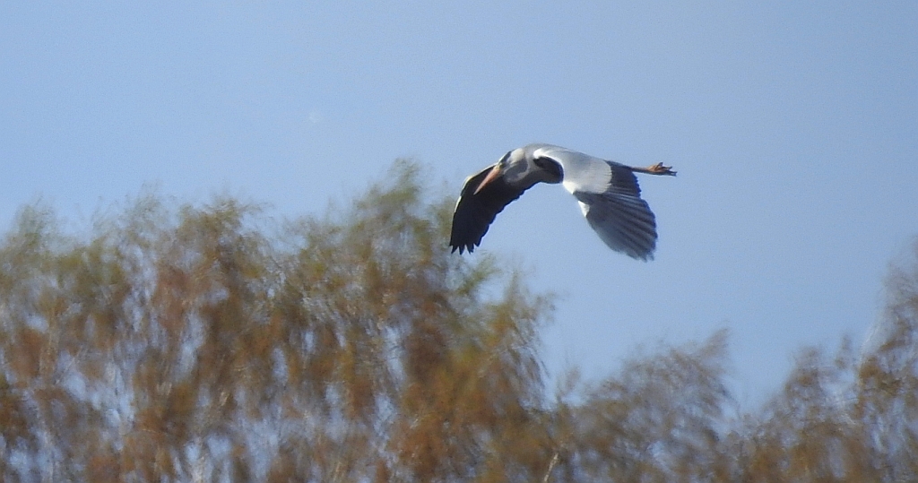 Czapla siwa (Ardea cinerea)