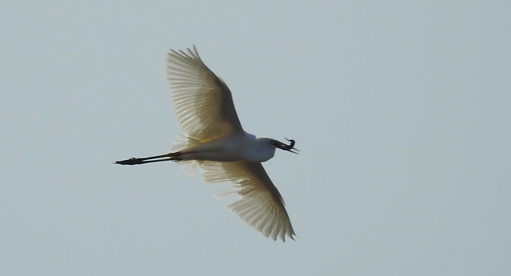 Czapla biała (Ardea alba)