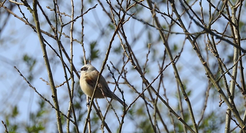 Remiz zwyczajny (Remiz pendulinus)