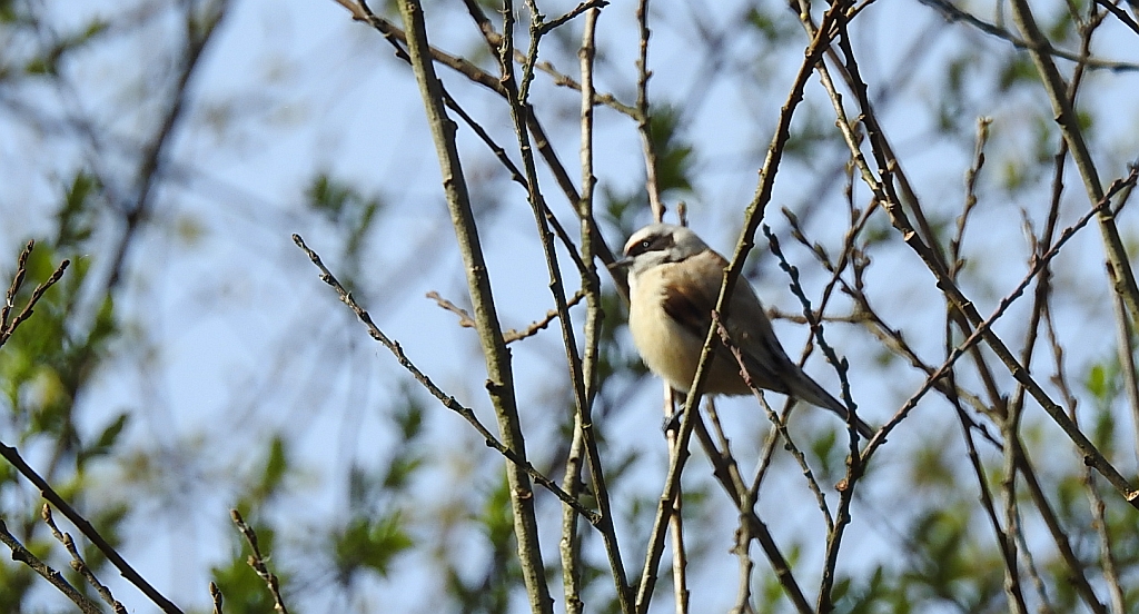 Remiz zwyczajny (Remiz pendulinus)