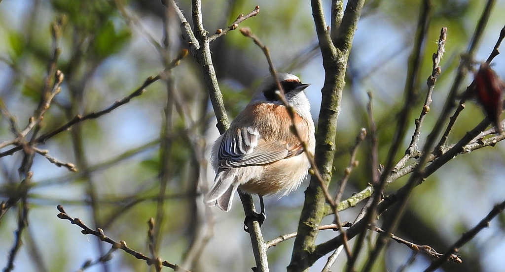 Remiz zwyczajny (Remiz pendulinus)