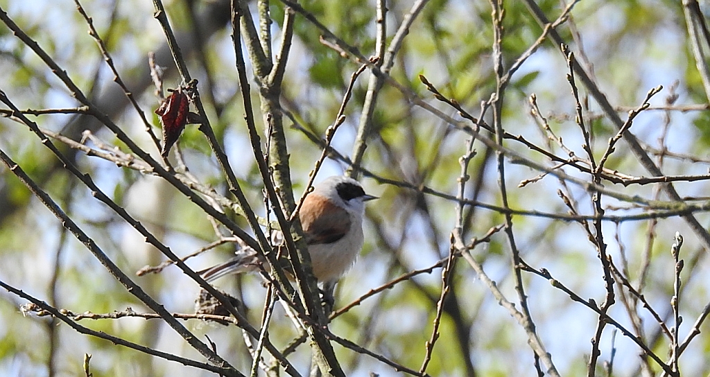 Remiz zwyczajny (Remiz pendulinus)