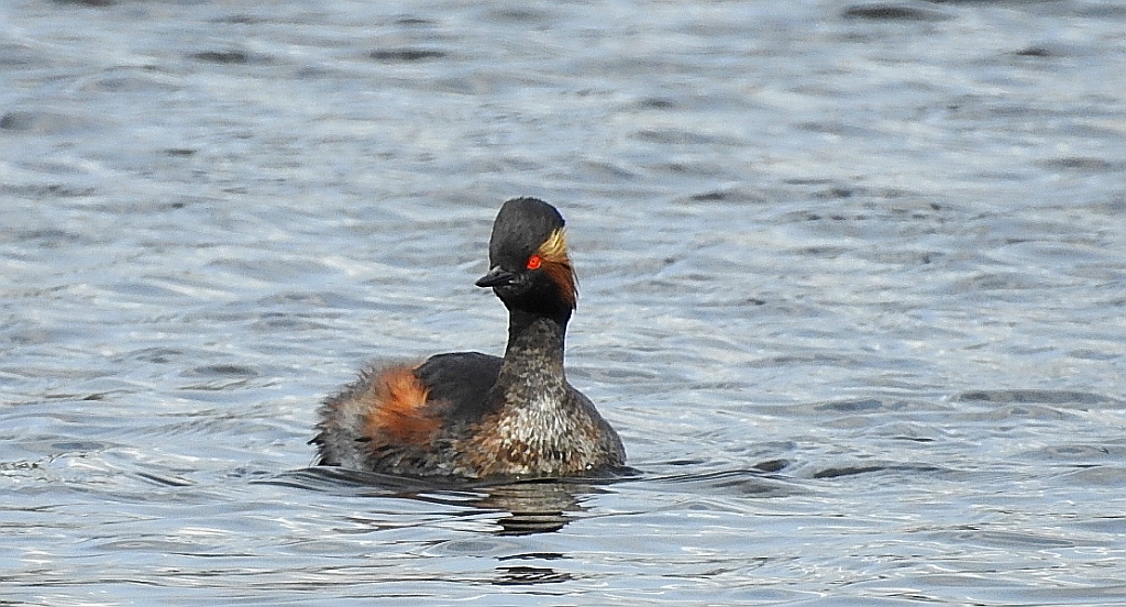 Perkoz zausznik, zausznik (Podiceps nigricollis)