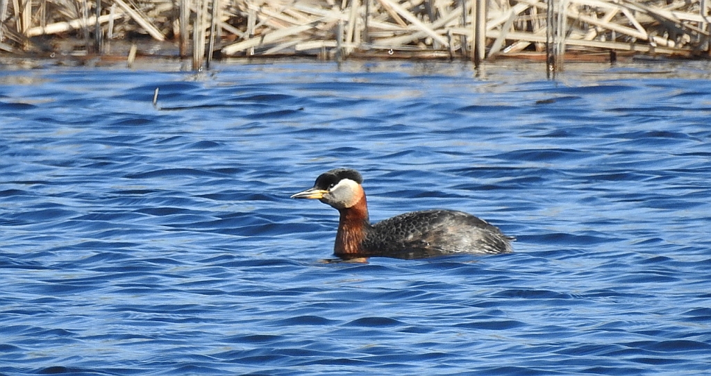 Perkoz rdzawoszyi (Podiceps grisegena)