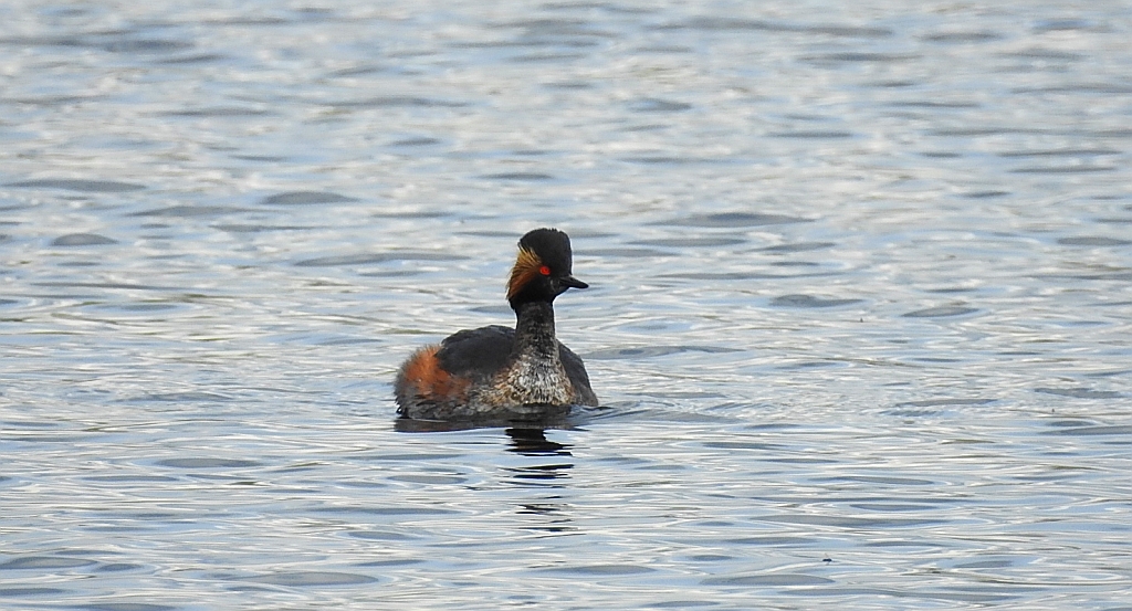 Perkoz zausznik, zausznik (Podiceps nigricollis)