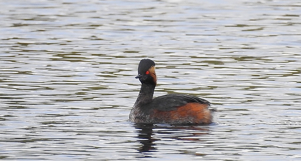 Perkoz zausznik, zausznik (Podiceps nigricollis)