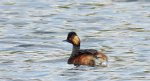 Perkoz zausznik, zausznik (Podiceps nigricollis)