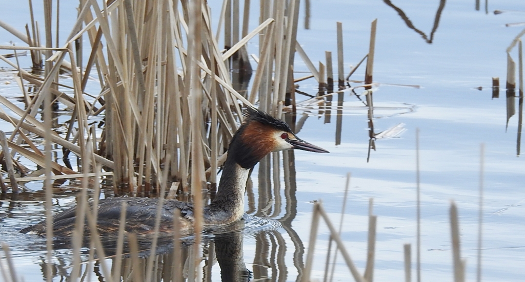 Perkoz dwuczuby (Podiceps cristatus)