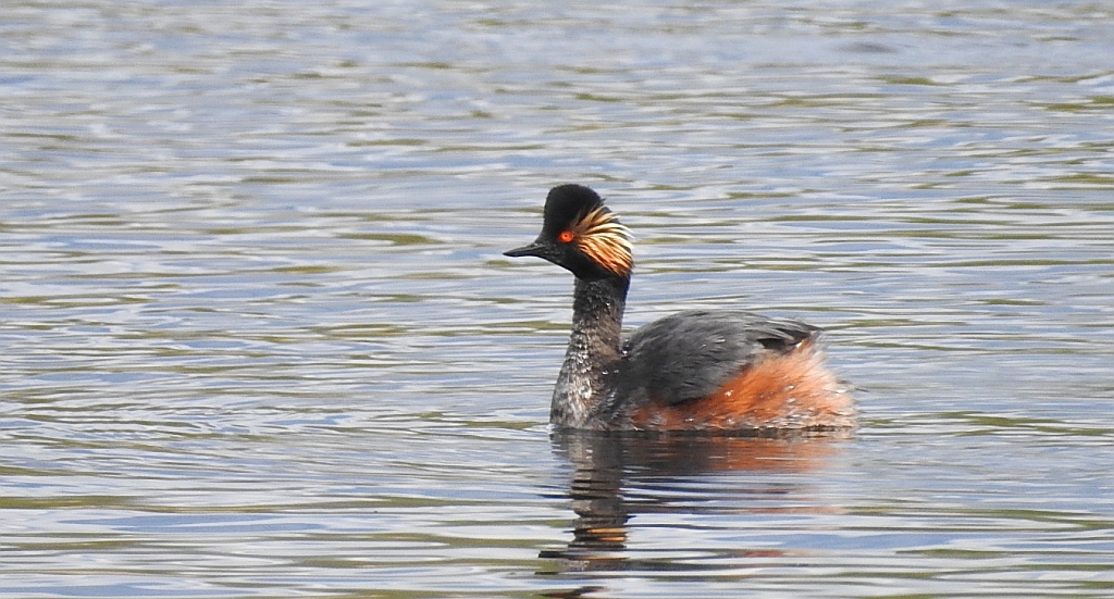 Perkoz zausznik, zausznik (Podiceps nigricollis)