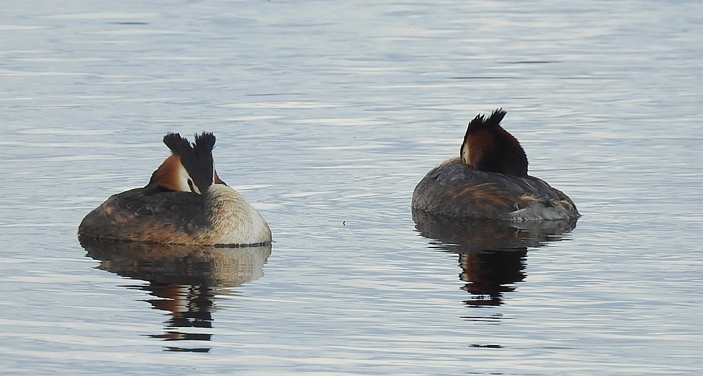 Perkoz dwuczuby (Podiceps cristatus)