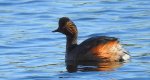 Perkoz zausznik, zausznik (Podiceps nigricollis)