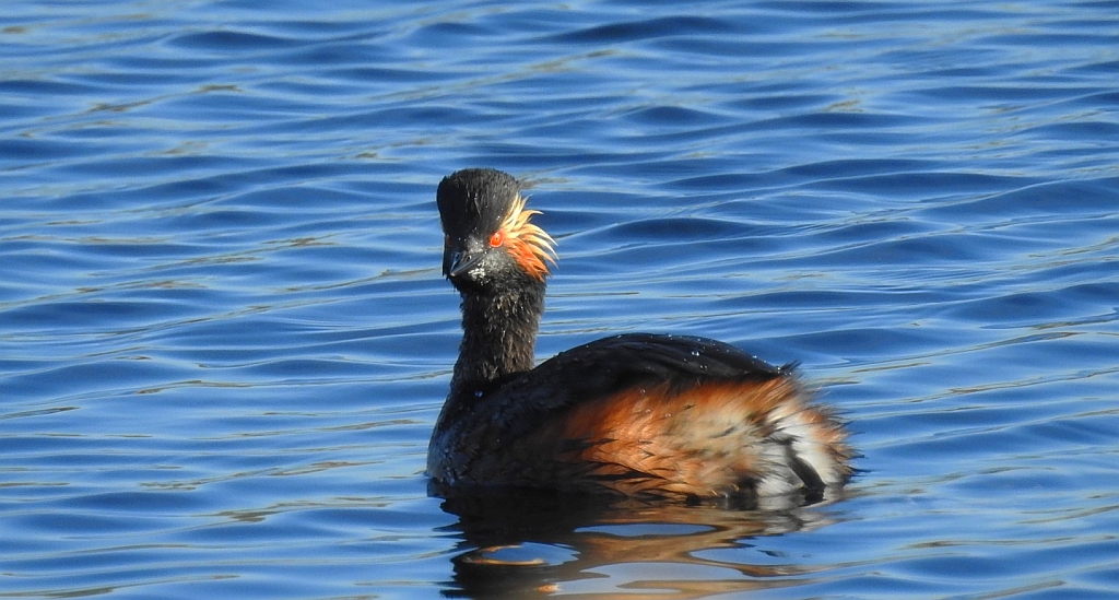 Perkoz zausznik, zausznik (Podiceps nigricollis)