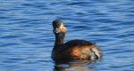 Perkoz zausznik, zausznik (Podiceps nigricollis)