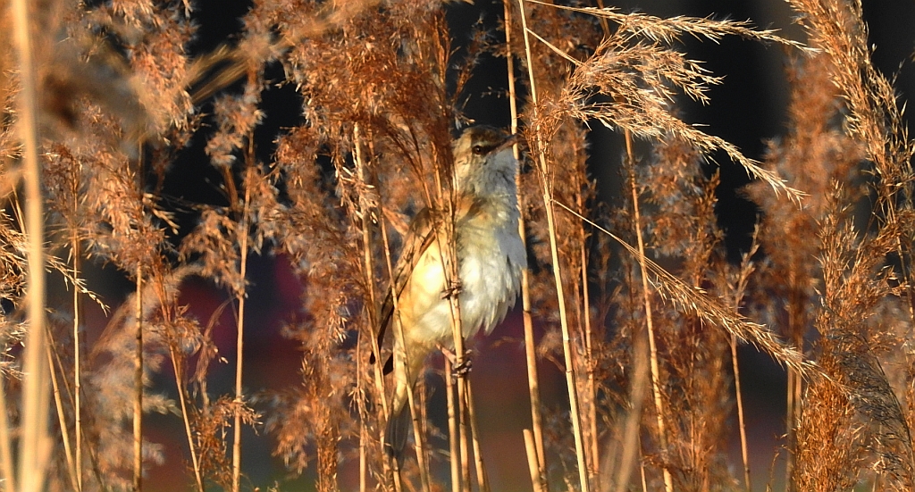Trzciniak zwyczajny, trzciniak drozdówka (Acrocephalus arundinaceus)