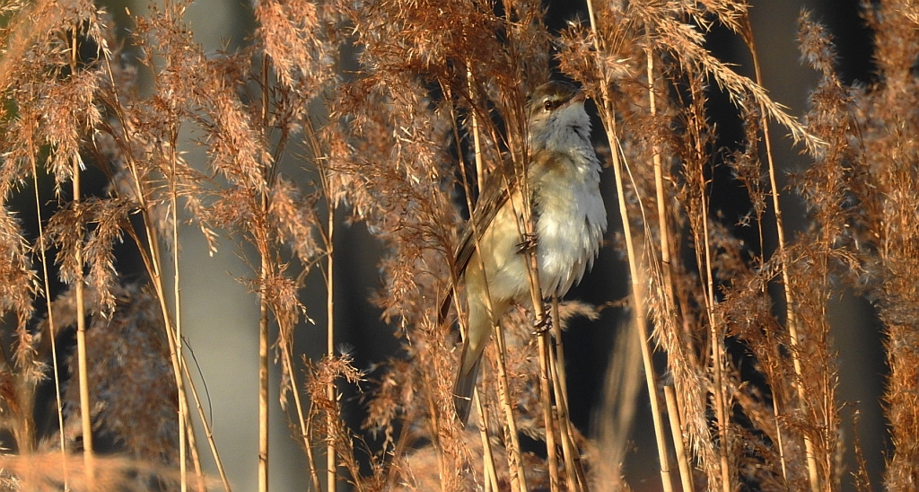Trzciniak zwyczajny, trzciniak drozdówka (Acrocephalus arundinaceus)