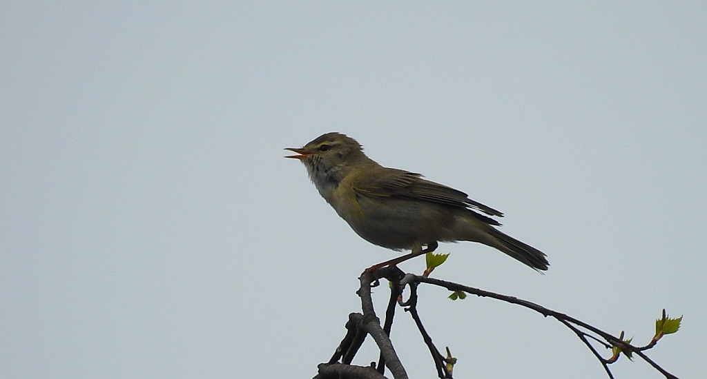 Piecuszek (Phylloscopus trochilus)