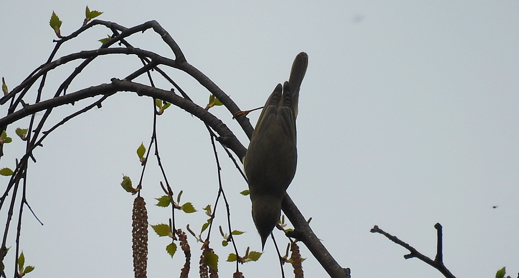 Piecuszek (Phylloscopus trochilus)