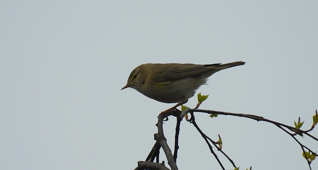 Piecuszek (Phylloscopus trochilus)
