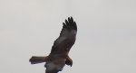 Błotniak stawowy (Circus aeruginosus)